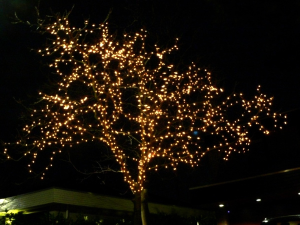 Boom / Struik / Gevel verlichting - Led shop, noodverlichting